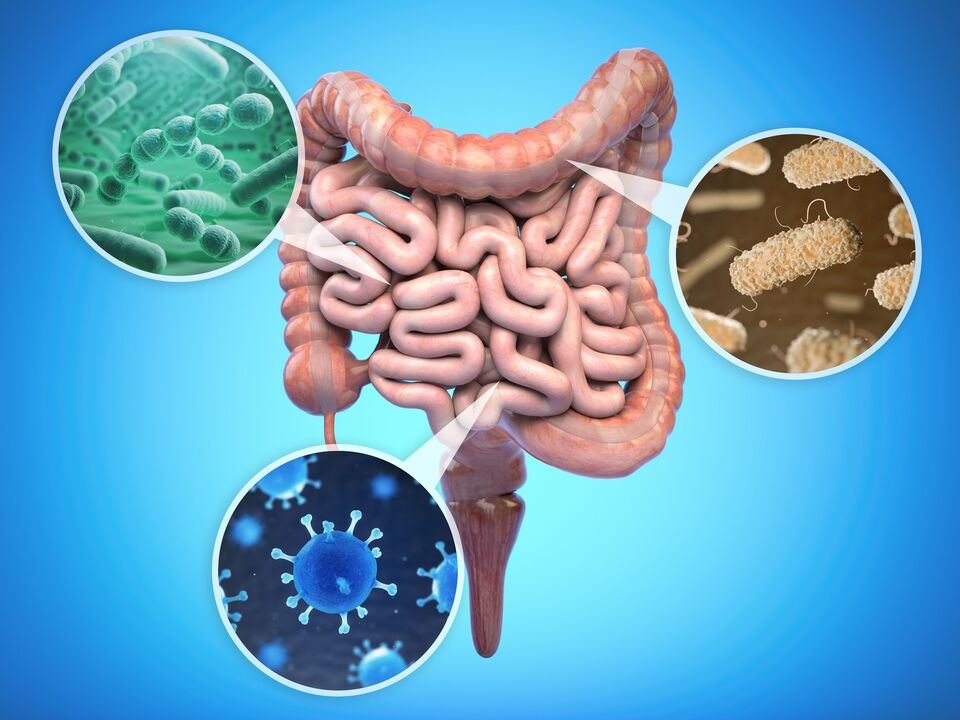 beneficial bacteria in the intestine